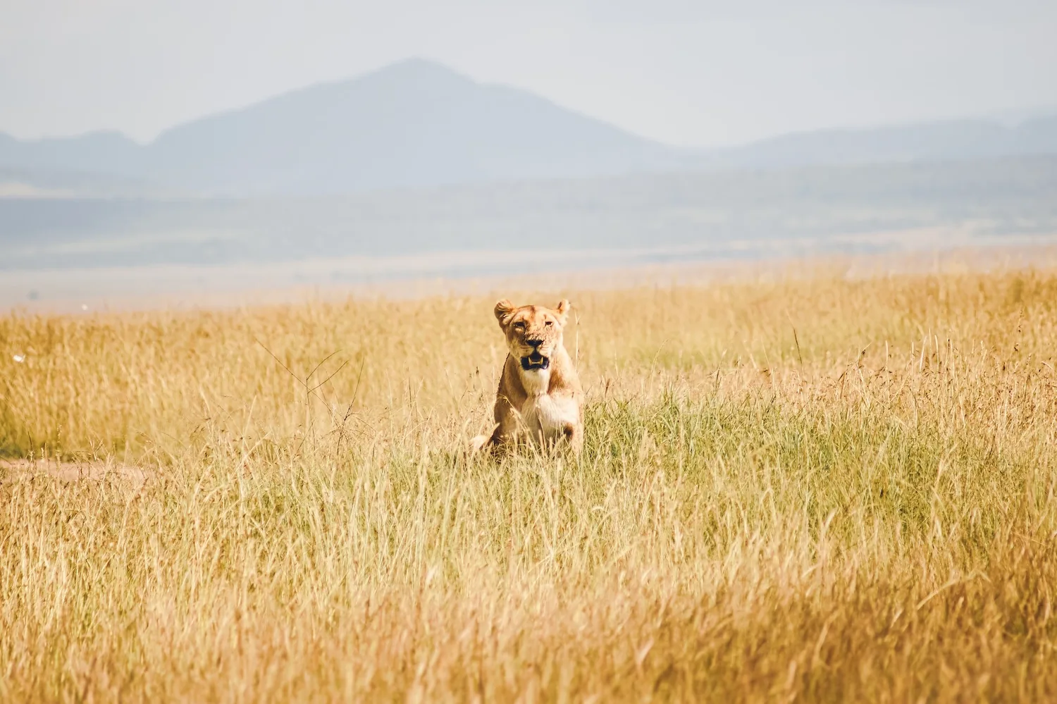Rally Safari Kenia - 23