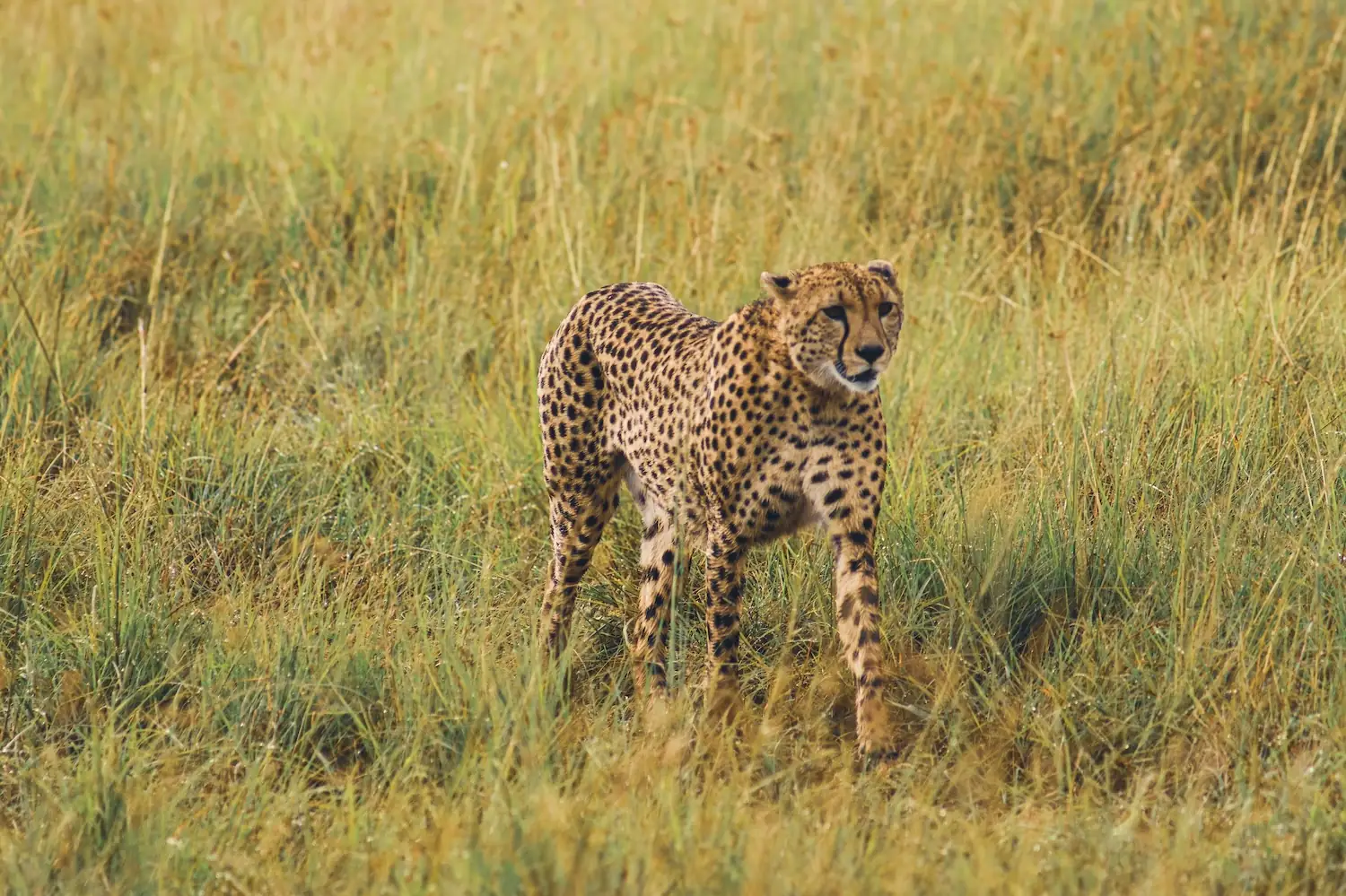 Rally Safari Kenia - 19