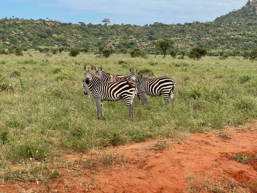 Rally Safari Kenia - 16